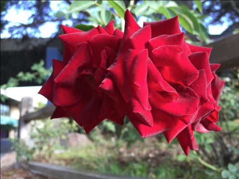 Double Deep Red Roses